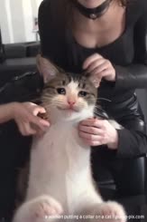 a woman putting a collar on a cat . 